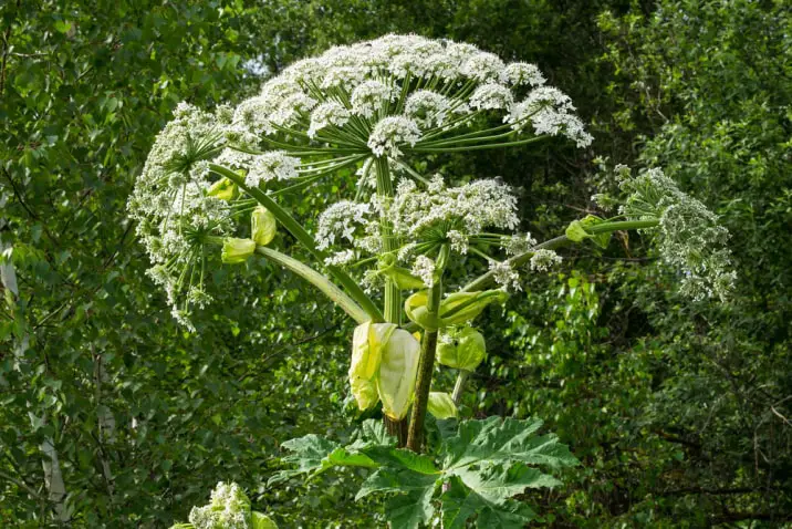 Heracleum mantegazzianum