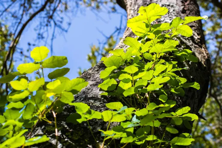 Toxicodendron diversilobum