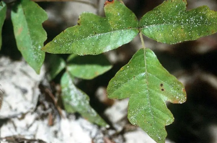 eastern poison oak