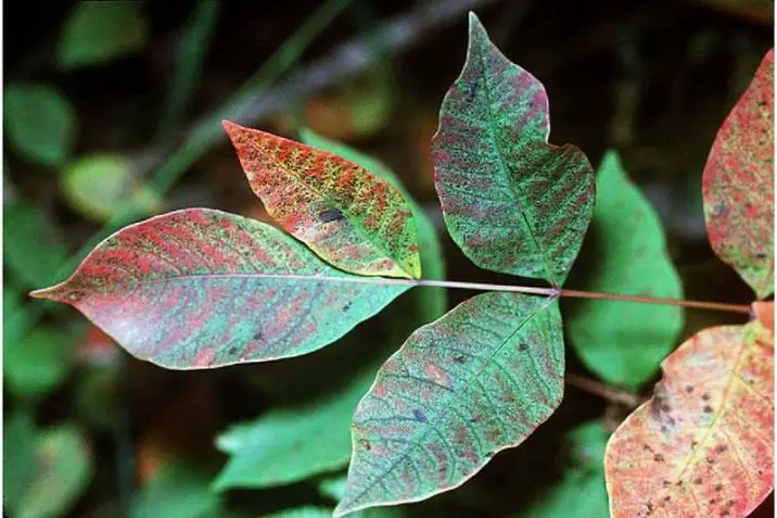 Toxicodendron vernix