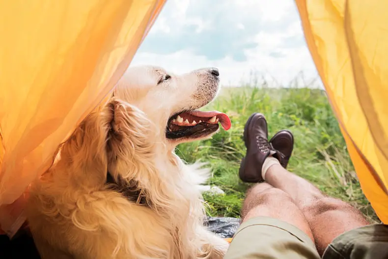 5 Best Tents For Camping With A Dog