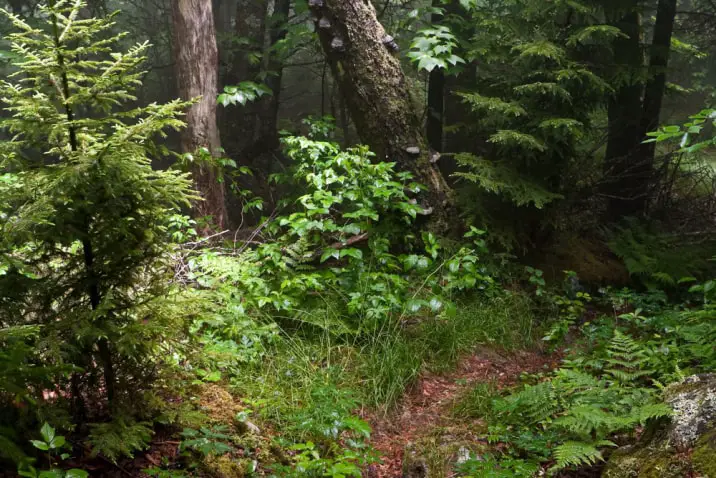 Appalachian Trail