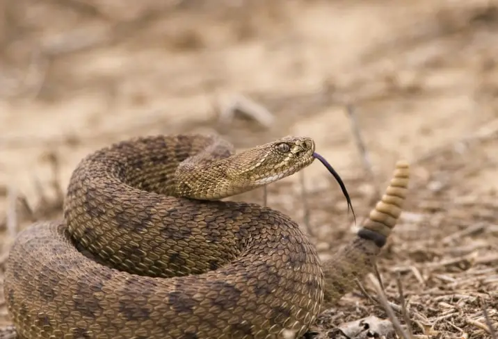 rattlesnake