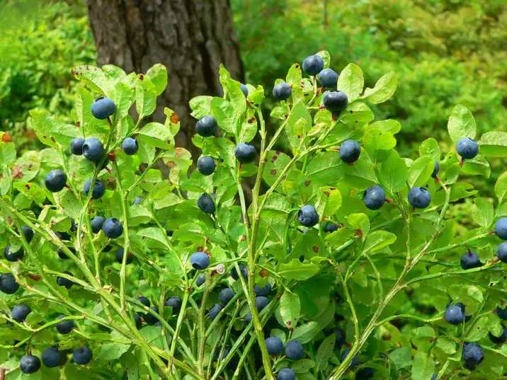 blueberries