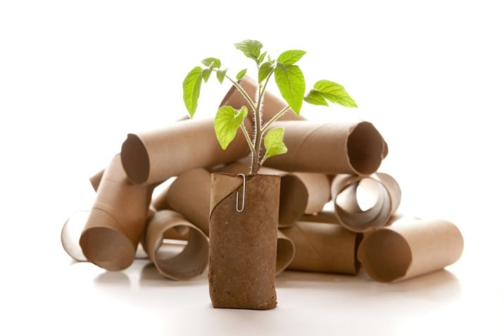 toilet paper roll planter