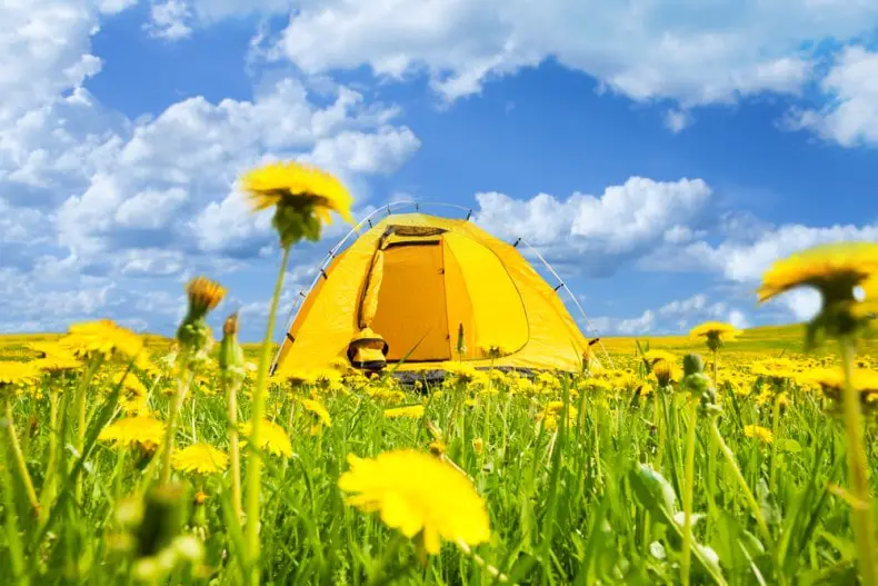 yellow tent