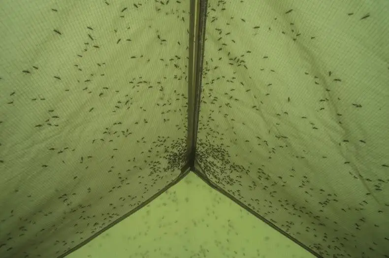bugs in a tent