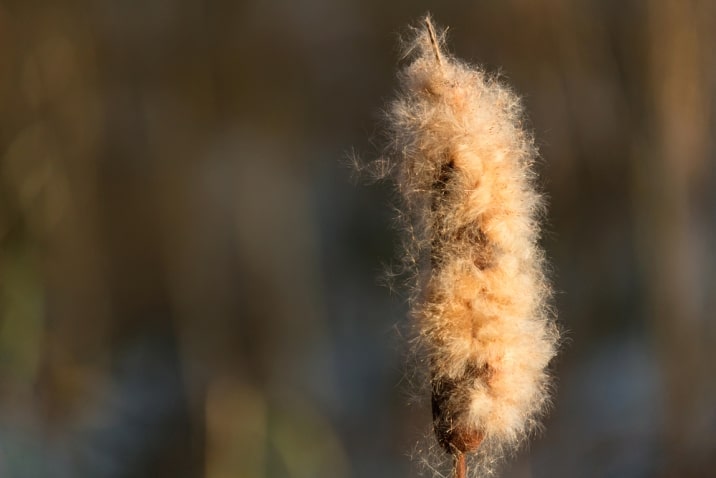 cattail fluff