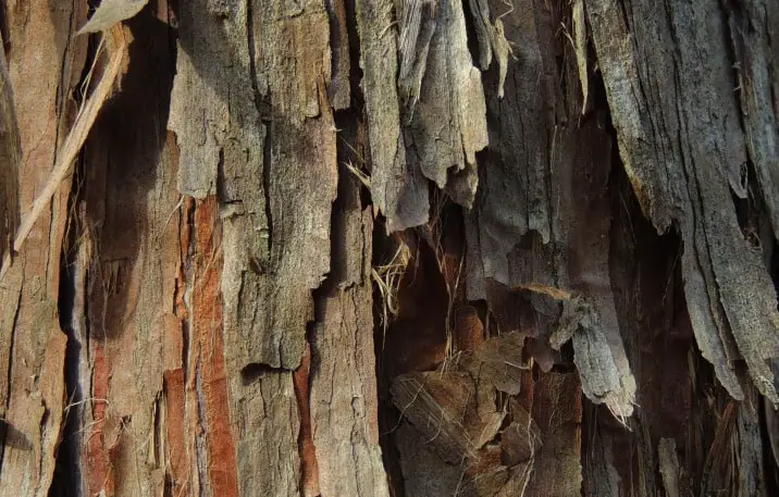 cedar bark