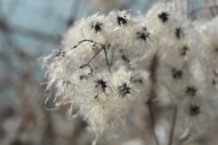 Old Man's Beard