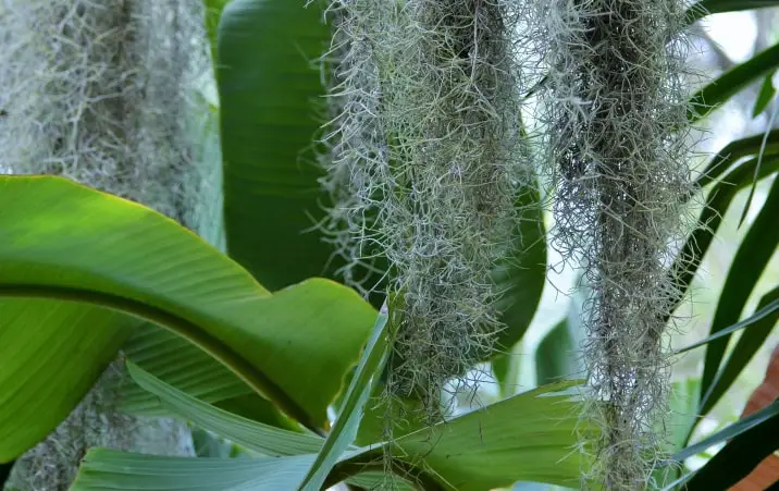 Spanish Moss