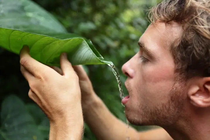 drinking rainwater from a leaf