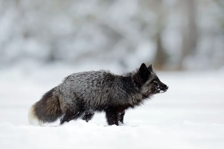 animal in the snow