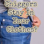 Can chiggers stay in your clothes?