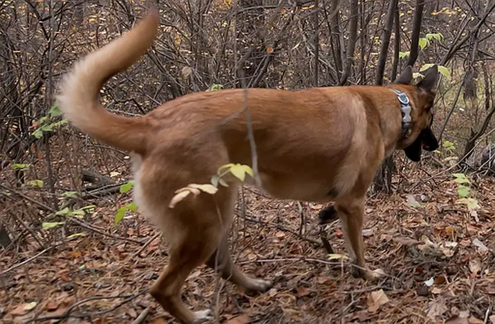 dog in the woods