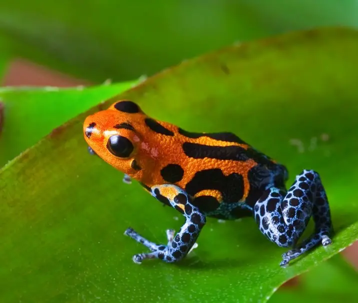 poison dart frog