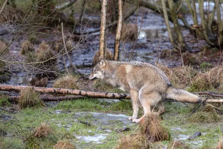 animal defecating near water