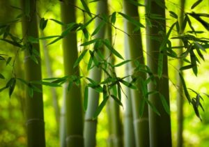 bamboo