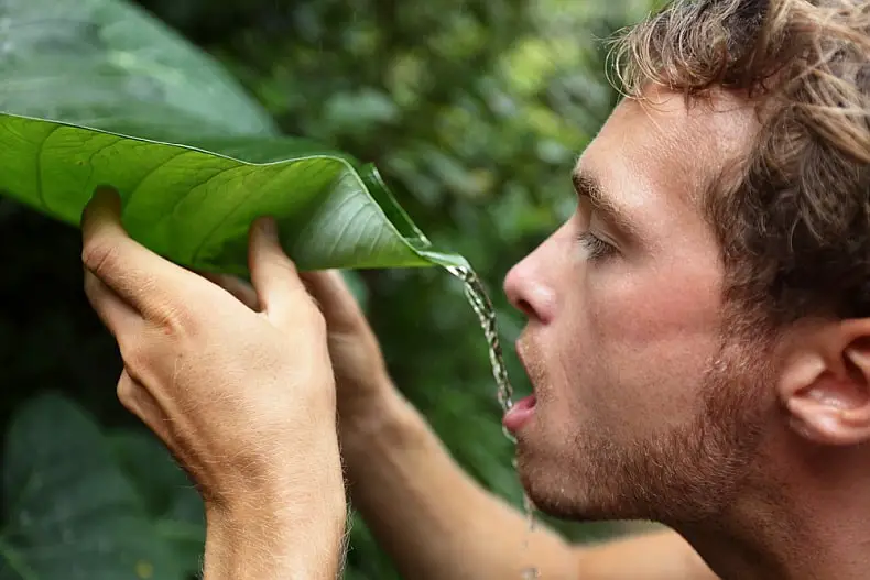 man drinking water from a leaf