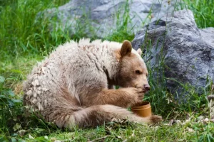 bear eating from container